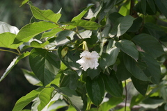 Dolichandrone atrovirens